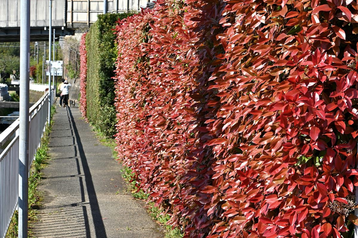 Cum se ingrijeste un gard viu de Photinia Red Robin
